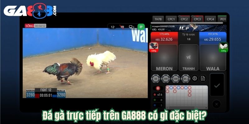 Đá gà trực tiếp trên GA888 có gì đặc biệt?